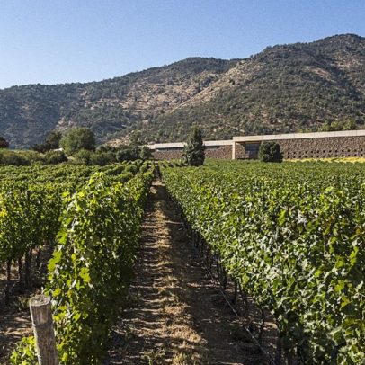 Sideral e Altair: descubra os vinhos chilenos que celebram o céu e os Andes