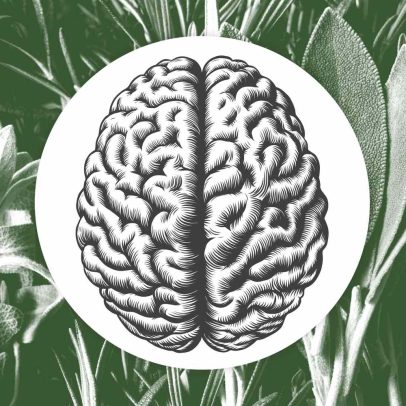 Erva favorita pode se tornar tratamento promissor para Alzheimer