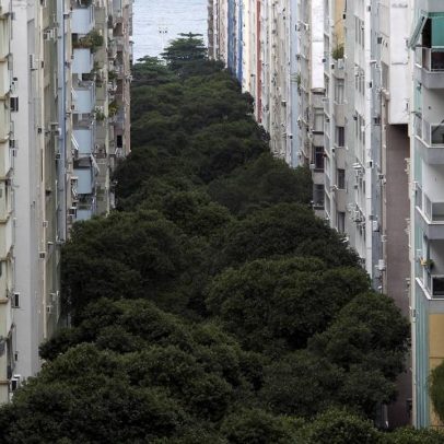 Câmara aprova proteção de árvores de rua em Copacabana para preservação ambiental