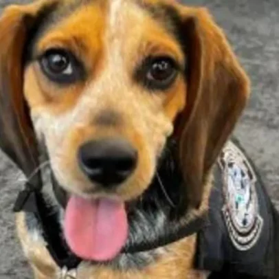 Homem egípcio chuta cachorro de alfândega em aeroporto de Washington DC