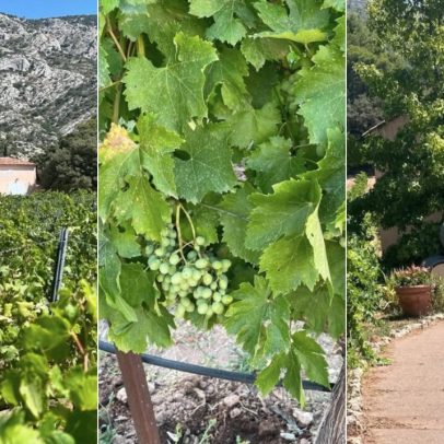Foire Aux Vins apresenta vinhos de 20 produtores de 15 regiões francesas