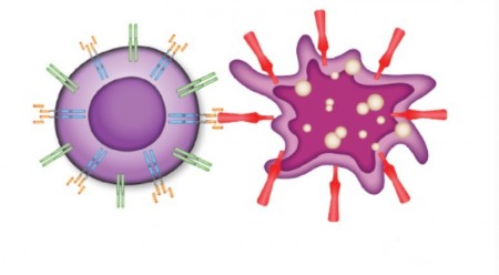Células CAR-T (à esquerda) são linfócitos T modificados em laboratório para reconhecer e destruir as células do câncer (Foto: CTC-USP/divulgação)