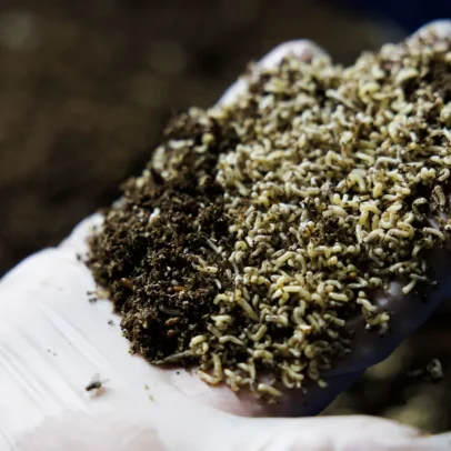 Flies podem ser a solução para o desperdício de alimentos no Brasil