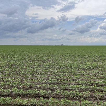 Mosaic investe R$ 400 milhões na fronteira agrícola do Matopiba