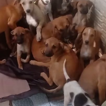 Cães morrem em abrigo após serem assustados por fogos de São João em Caruaru