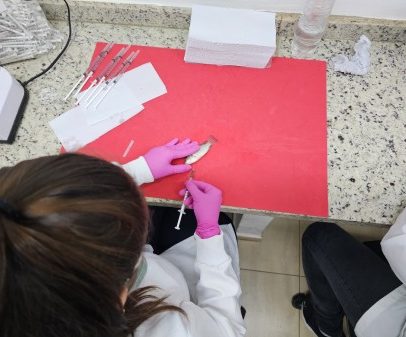 Tilápias geneticamente modificadas oferecem resistência a bactéria e mais segurança alimentar
