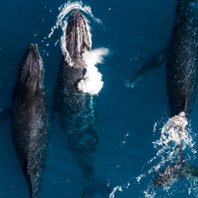 Cientistas alertam sobre áreas críticas desprotegidas em Abrolhos