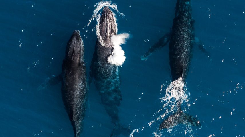 SANTUÁRIO EM RISCO - Conhecido berçário das baleias jubartes, Abrolhos tem habitats fundamentais para o crescimento da biodiversidade, mas vulneráveis (Foto: Nico Ferri/Divulgação)