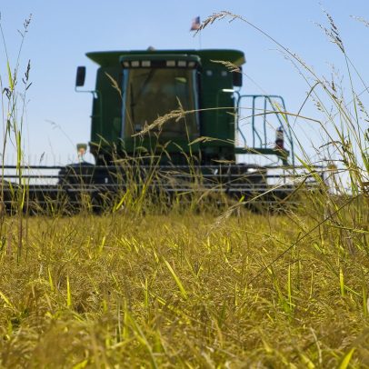 Trump ameaça Japão com novas tarifas por não comprar arroz dos EUA
