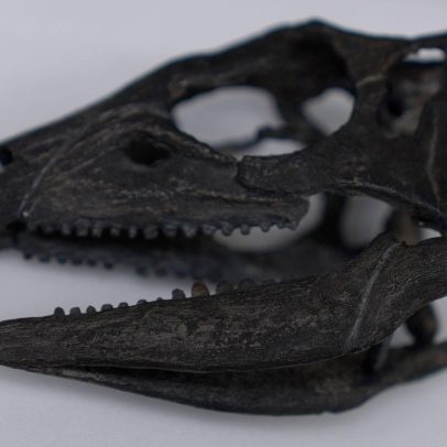 Dinossauro do tamanho de um cão é descoberto e surpreende cientistas