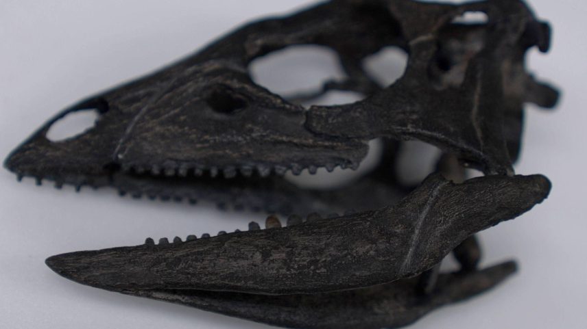 Crânio do dinossauro recém-descoberto que tinha o tamanho de um cão; o nome completo da espécie é Enigmacursor mollyborthwickae (Foto: Gwyndaf Hughes/BBC News)