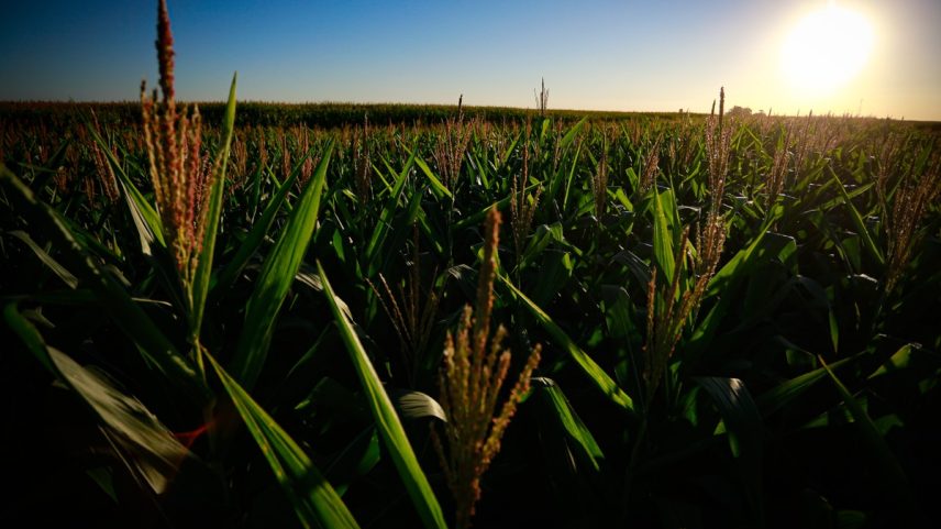 Agronegócio sustenta o PIB do Brasil (Foto: Pablo Jacob/Agência O Globo)