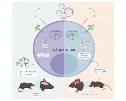 Cientistas identificam resposta imunológica para combater infecção por oropouche