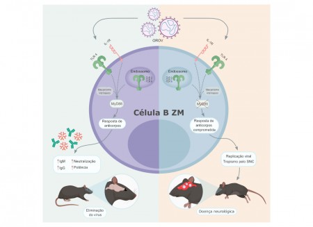 As células B da zona marginal do baço são os primeiros linfócitos a agir no organismo após a contaminação, produzindo rapidamente anticorpos que evitam que o vírus se espalhe (Foto: Daniel Teixeira et al./eBioMedicine)