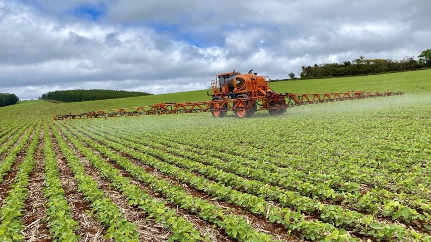 Plantação de feijão em Capão Bonito, interior de SP (Foto: Divulgação)