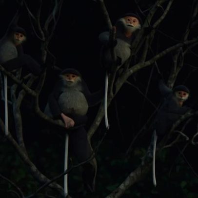 Nova população de langur-douc rara é encontrada em florestas montanhosas do Vietnã