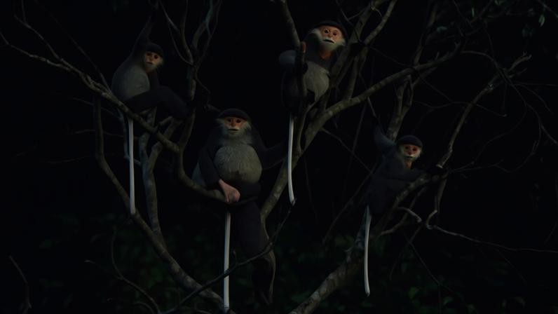 A group of gray-shanked douc langurs. Image © Ryan Deboodt / Fauna & Flora.