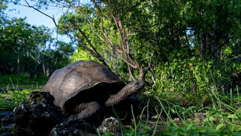 Aldabra island, a coral atoll, encloses the largest lagoon in the Indian Ocean.