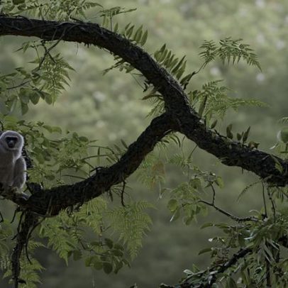 Pontes naturais para reconectar os últimos gibões javanos