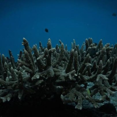 Plano espacial marinho de Samoa protege 30% do oceano