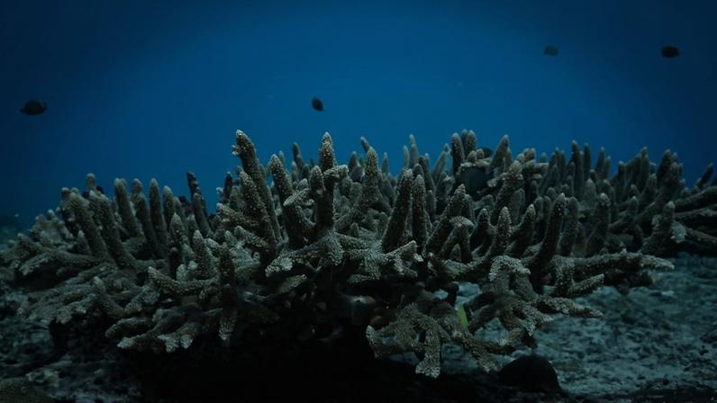 A coral reef in Samoa. Image courtesy of Kyle Roepke.
