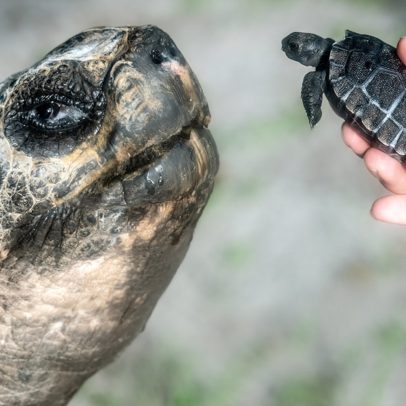 Tartaruga de 135 anos se torna pai pela primeira vez e pode entrar para o Guinness
