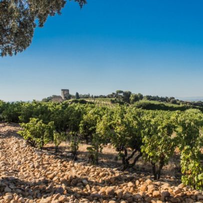 Descubra as ricas denominações da Vallée do Rhône sul