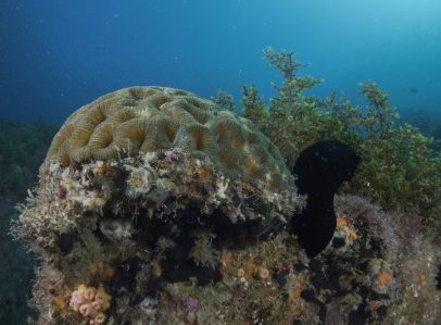 Corais de Alcatrazes absorvem 20 toneladas de carbono anualmente, equivalente a gasolina