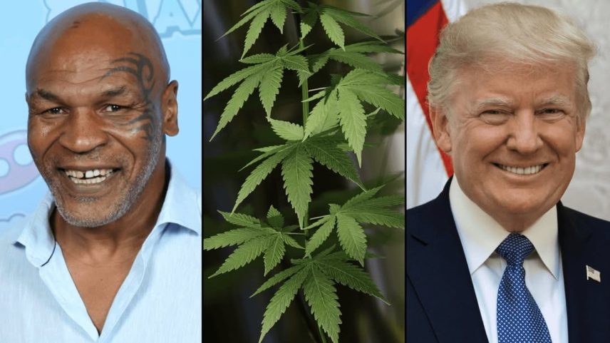 Grupo liderado por Mike Tyson apela a Donald Trump por mudança na legislação sobre cannabis (Foto: Reprodução)