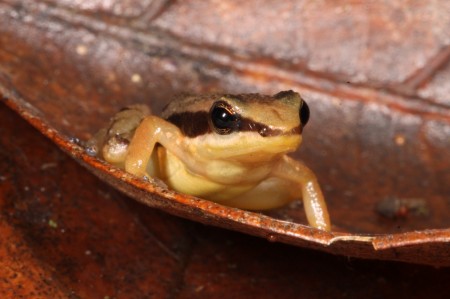 Sapos do gênero Dryadobates, do tamanho de uma unha humana, podem passar despercebidos ao olho humano, mas compõem uma parcela importante da biodiversidade de anfíbios (Foto: Taran Grant/IB-USP)