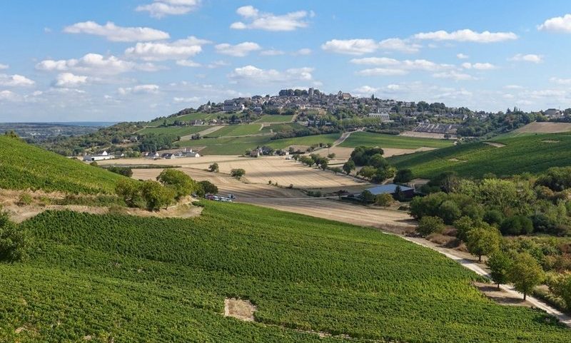 Exportações de vinhos do Vale do Loire cresceram 5,9% em 2024 e atingiram € 200 milhões (Foto: Reprodução)
