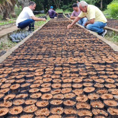 Café retorna a uma das regiões históricas de cultivo no Brasil