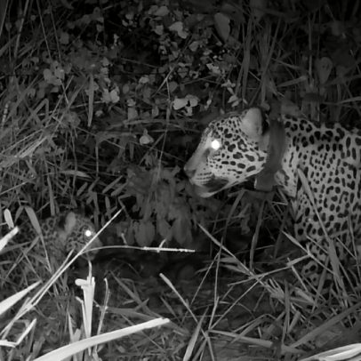 Onça-pintada renasce após incêndios e dá à luz no Pantanal recuperado