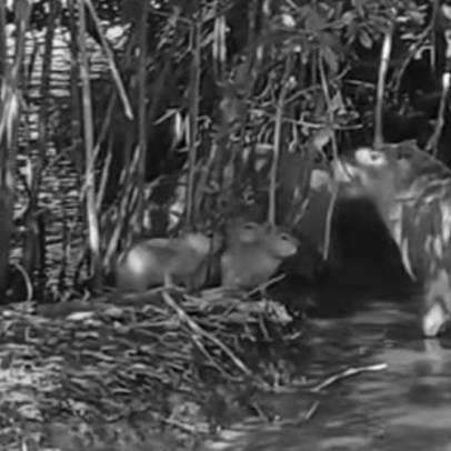 Capivaras nascem na Lagoa Rodrigo de Freitas e destacam aumento da biodiversidade