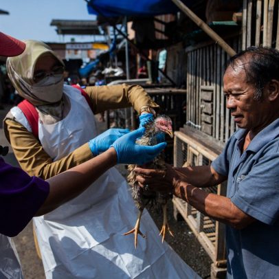 Camboja registra quinta morte por gripe aviária em humanos em 2023