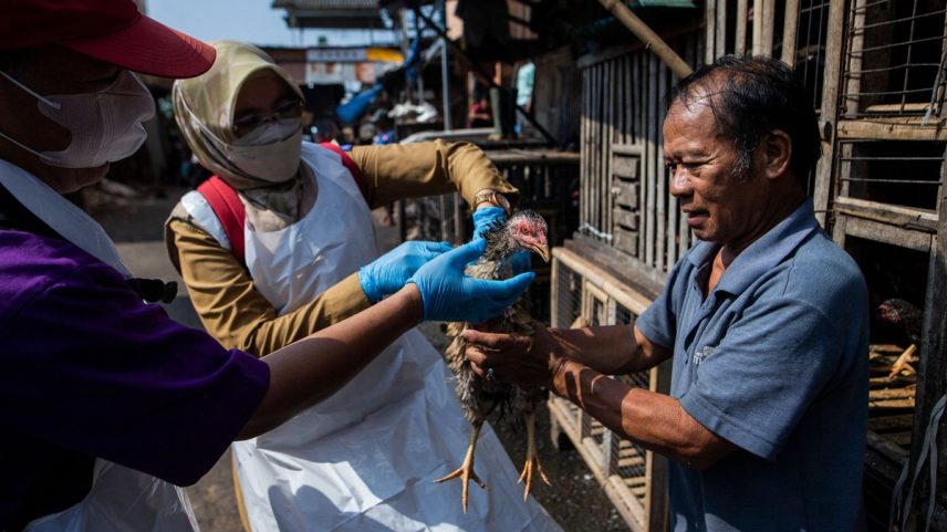 Veterinários coletam amostra para a verificação do vírus da gripe aviária antes do mês sagrado do Ramadã, em Bogor, Java Ocidental (Foto: ADITYA AJI / AFP)