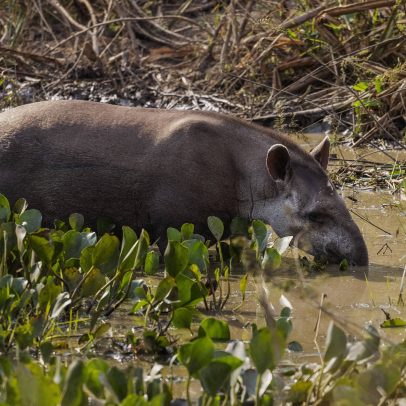 Antas impulsionam germinação de sementes e promovem recuperação de florestas