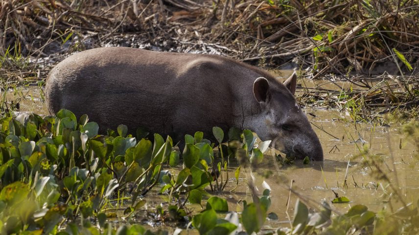 Anta bebe água em uma lagoa em Barão de Melgaço, Mato Grosso (Foto: Lalo de Almeida - 2.set.21/Folhapress)