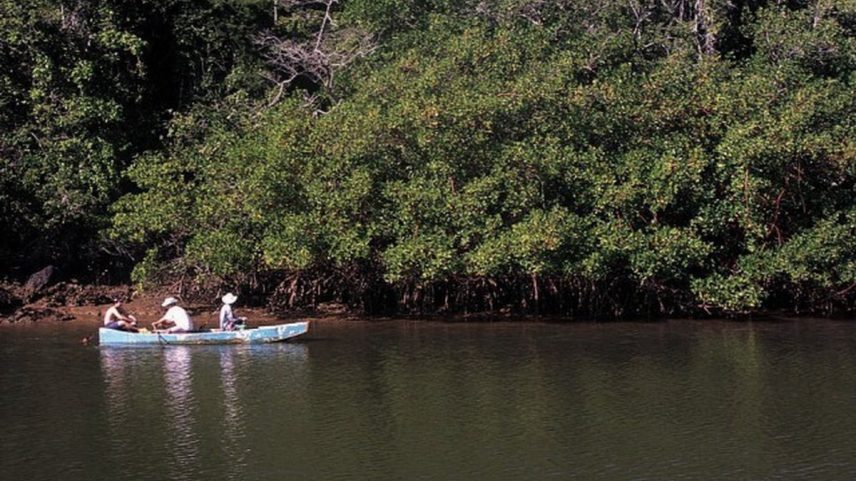Manguezal do Rio Piraquê-Açu, no Espírito Santo (Foto: Divulgação)