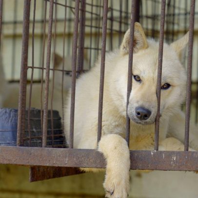 Coreia do Sul proíbe consumo de carne de cachorro e redefine cuidados com animais