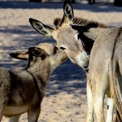 População de jumentos no Brasil enfrenta drástica redução e riscos de extinção