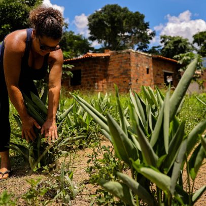 Agricultoras do Recôncavo Baiano revitalizam cultivo da araruta diante da crise climática
