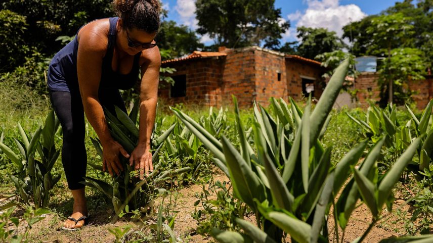 A agricultora Florisdete Santos, 52, colhe araruta em seu terreno, na região de Elísio Medrado, na Bahia (Foto: Rafaela Araújo/Folhapress)