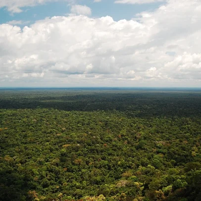 Desafios da restauração florestal comprometem a Amazônia e seu futuro sustentável