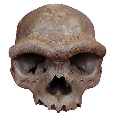 Crânio antigo revela novas pistas sobre a evolução dos seres humanos