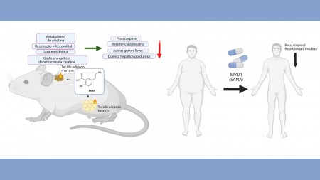 Após bons resultados em testes pré-clínicos e na primeira fase do ensaio clínico, pesquisadores planejam começar a testar a eficácia do composto em pacientes obesos ainda este ano (Foto: Carlos Escande/Created in https://BioRender.com)