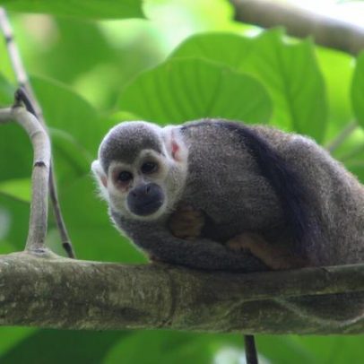 Dia Mundial das Florestas Tropicais e o estado das florestas vitais do planeta