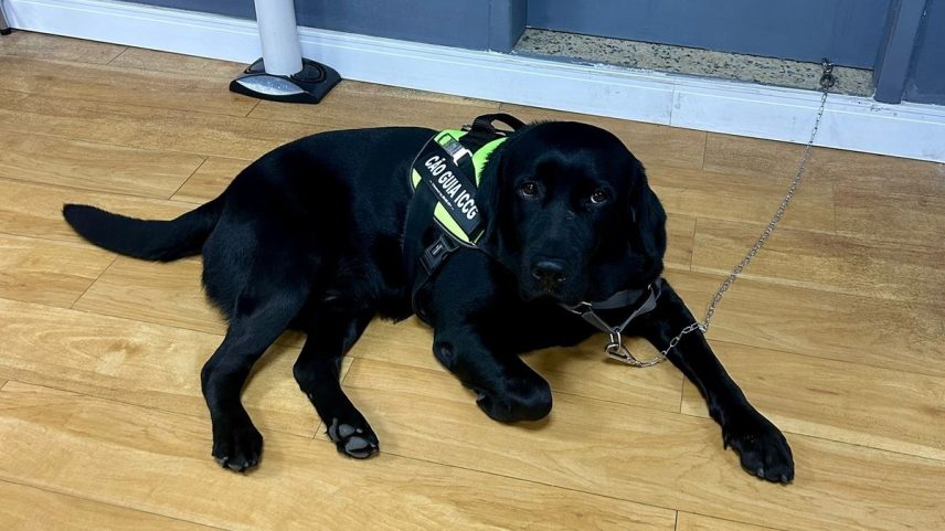 Cão-guia treinado pelo Instituto Carioca (Foto: Anabella Oliven)