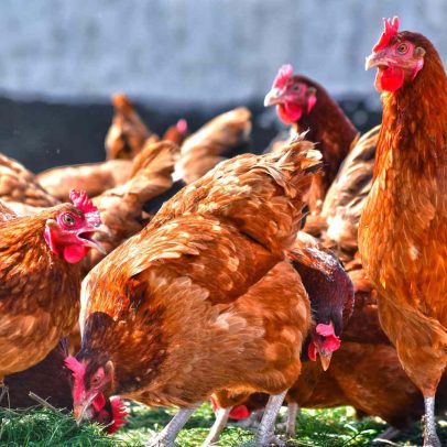 ‘Pasture Raised’ ganha nova definição e impacta compras de carne no mercado