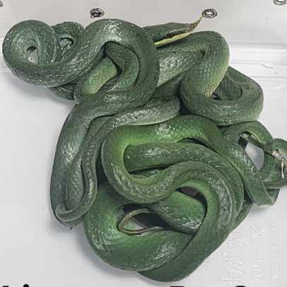 Passageiro é preso na Índia ao tentar embarcar com 16 cobras vivas na bagagem
